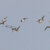 12,5 jaar Swarovski Vogelexcursies op Texel